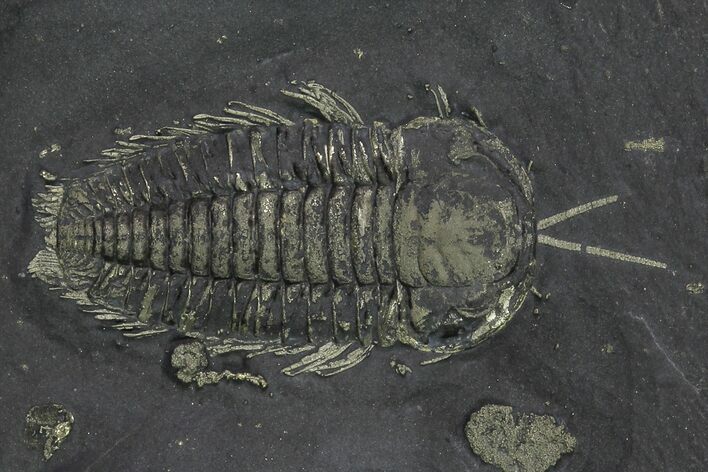 Pyritized Triarthrus Trilobite With Appendages - New York #159691